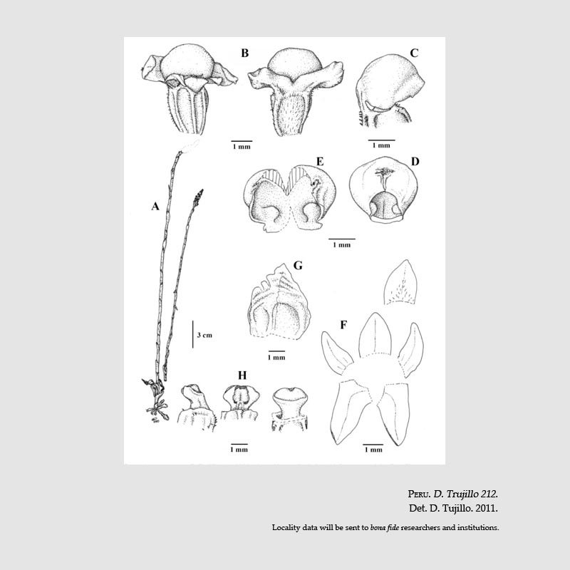 Aa aurantiaca