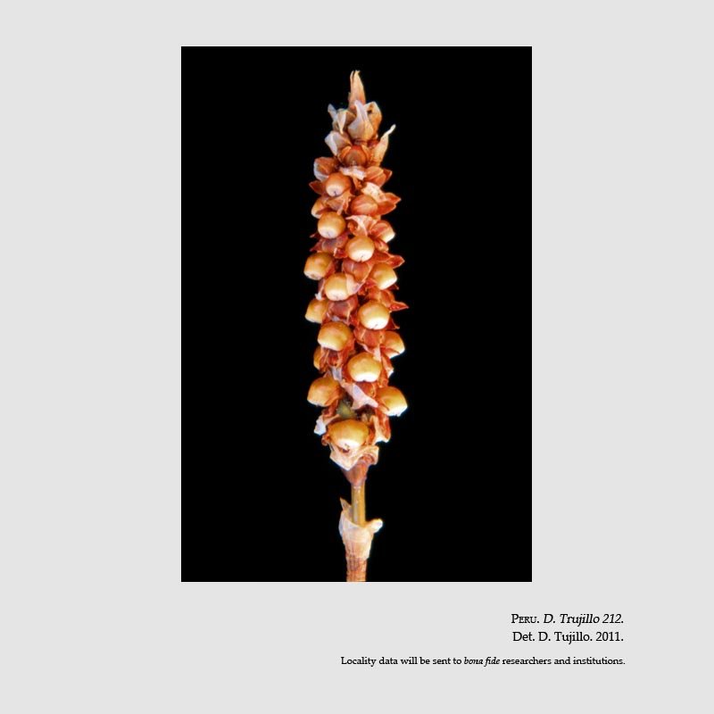 Aa aurantiaca