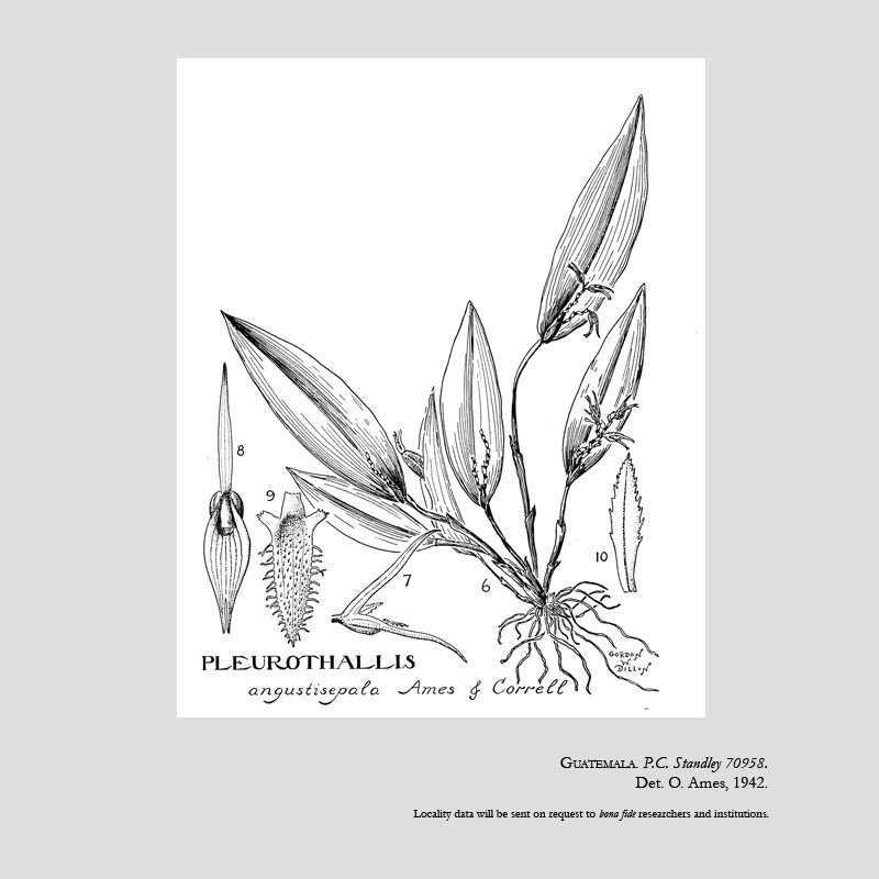Acianthera angustisepala