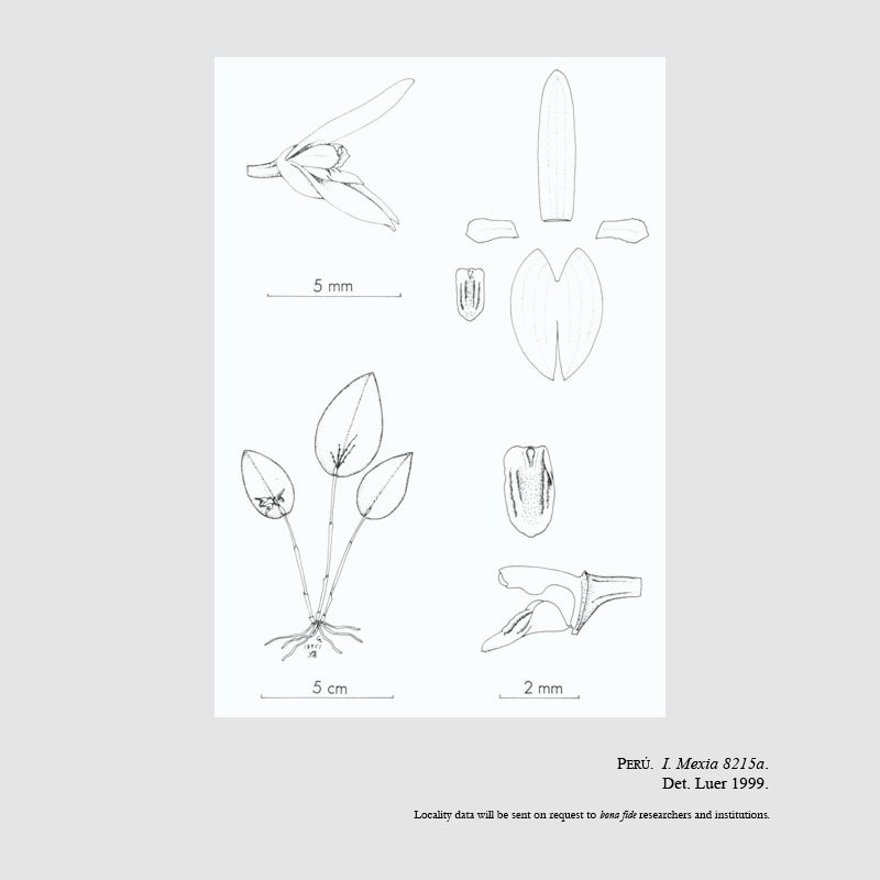 Acianthera mexiae