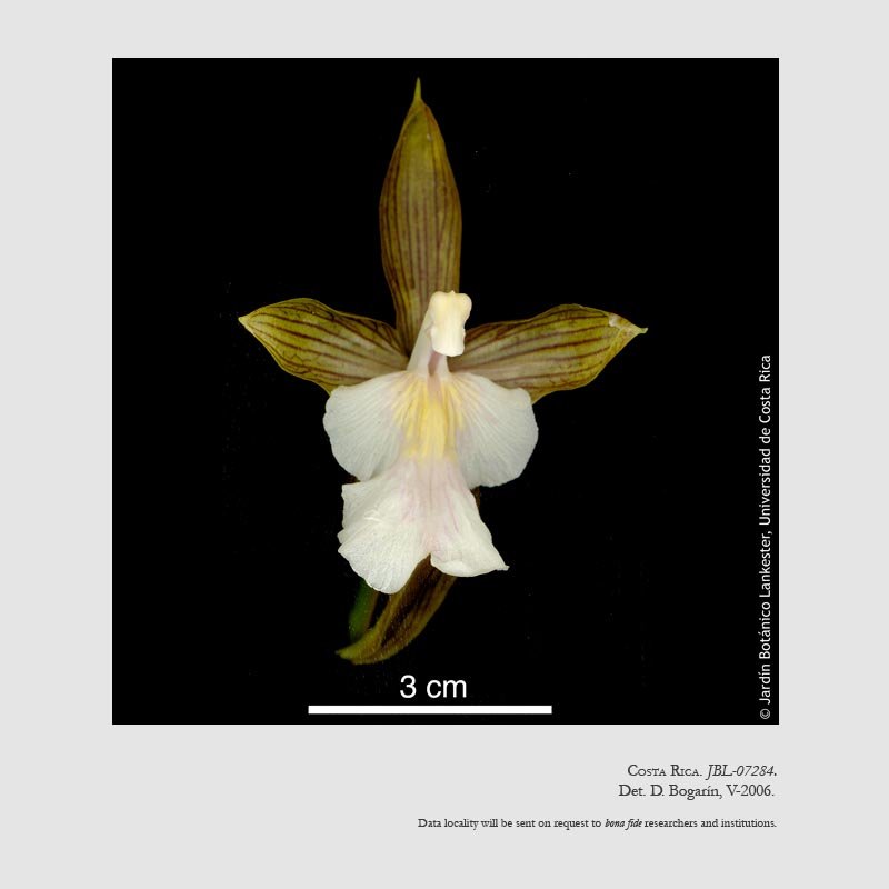 Aspasia principissa