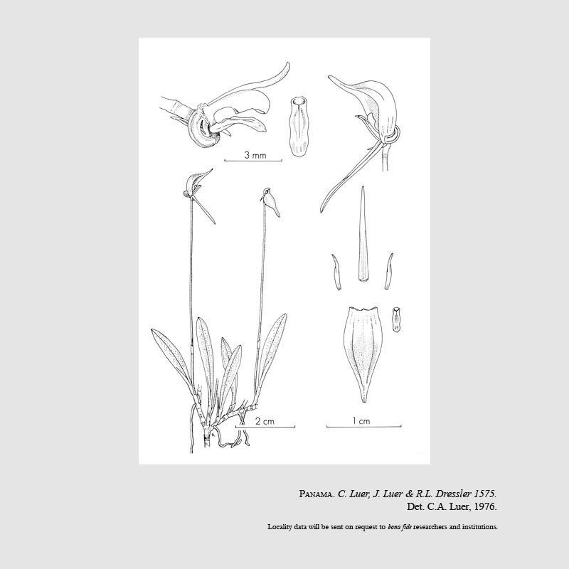 Barbosella circinata