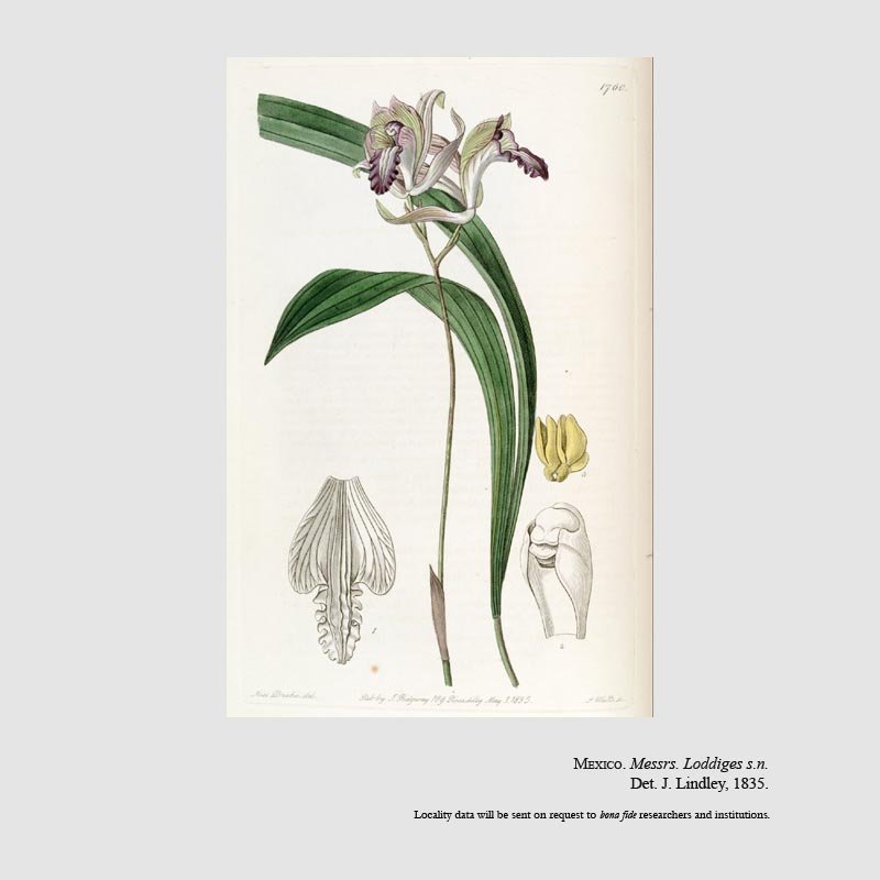 Bletia reflexa