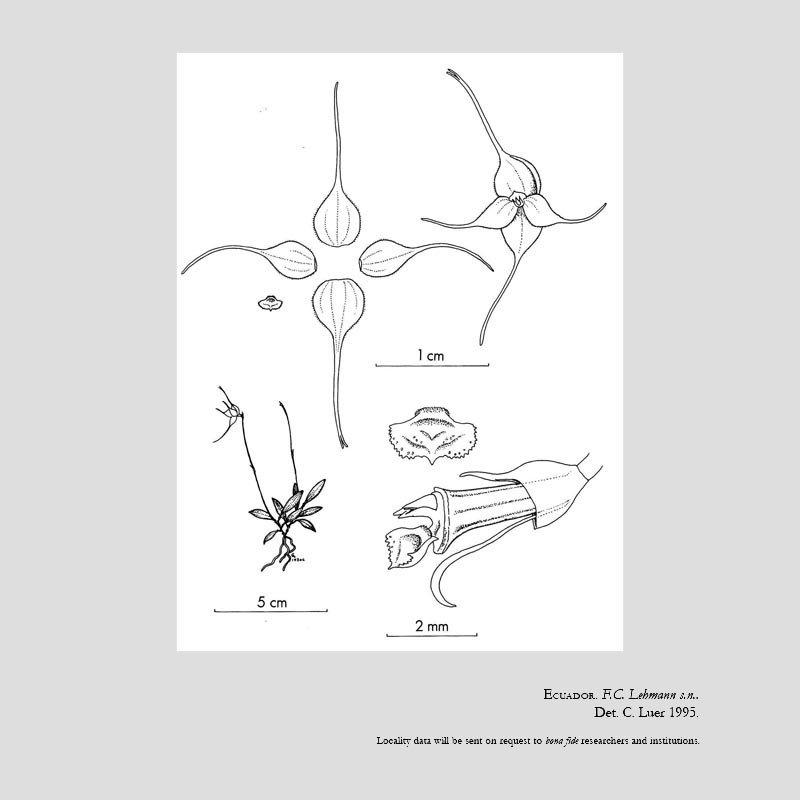 Brachionidium lehmannii