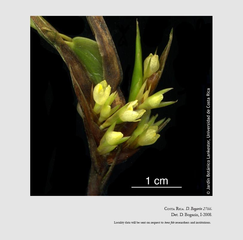 Camaridium micranthum