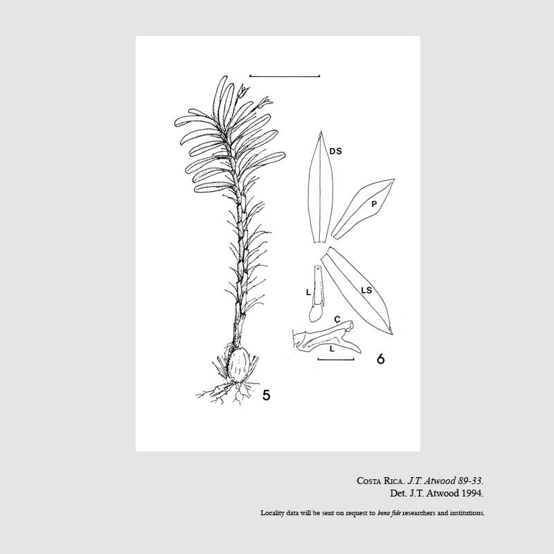 Camaridium monteverdense