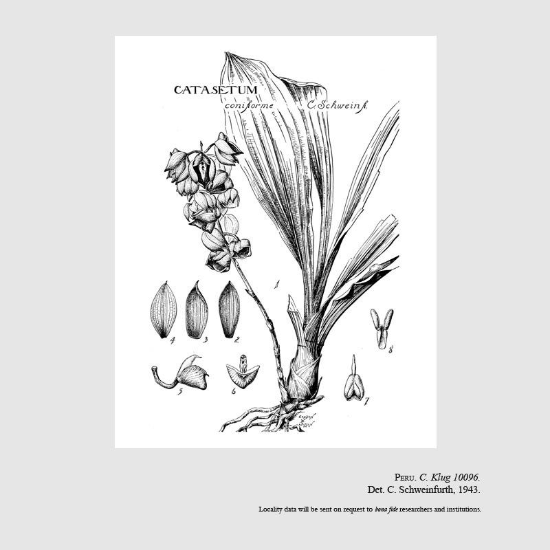 Catasetum coniforme