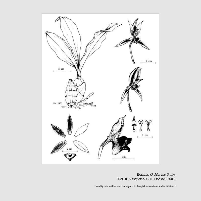 Catasetum interhomesianum