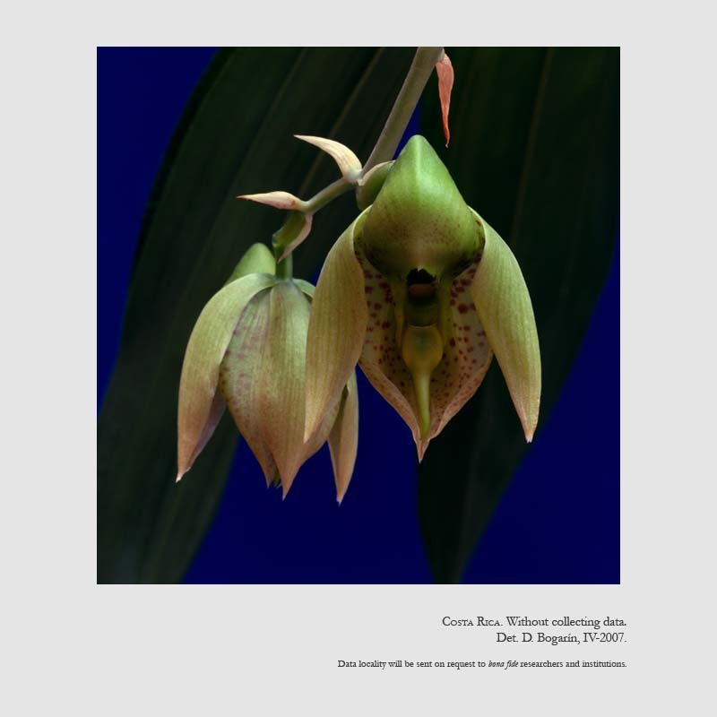 Catasetum maculatum