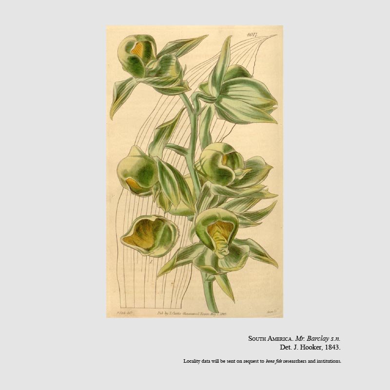 Catasetum viridiflavum