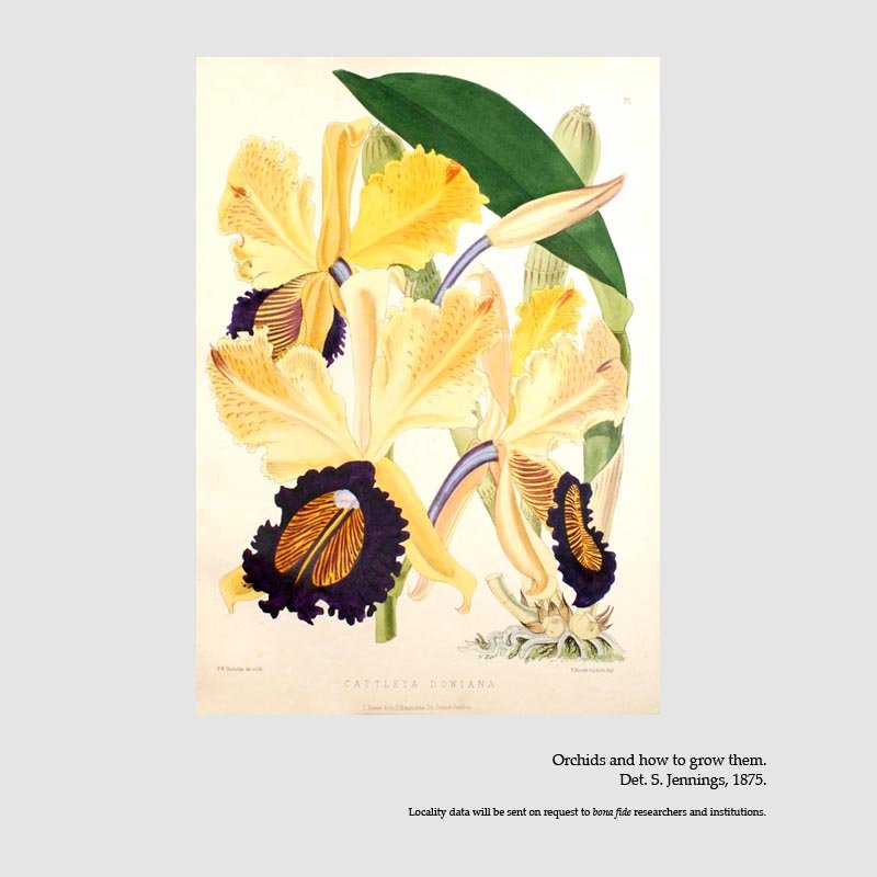 Cattleya dowiana