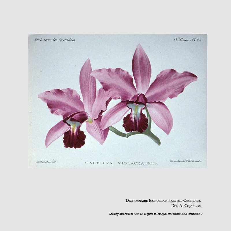 Cattleya violacea