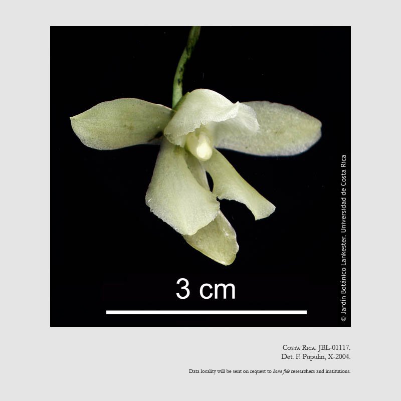 Chaubardiella pacuarensis