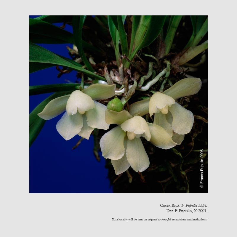 Chaubardiella pacuarensis