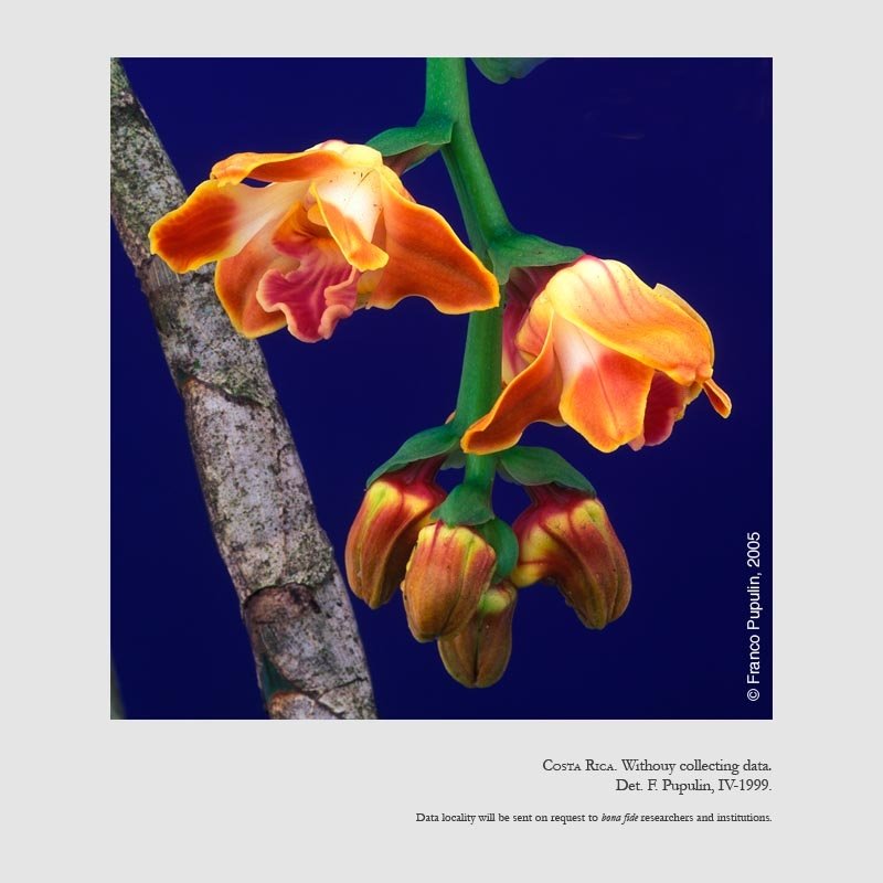 Chysis bruennowiana