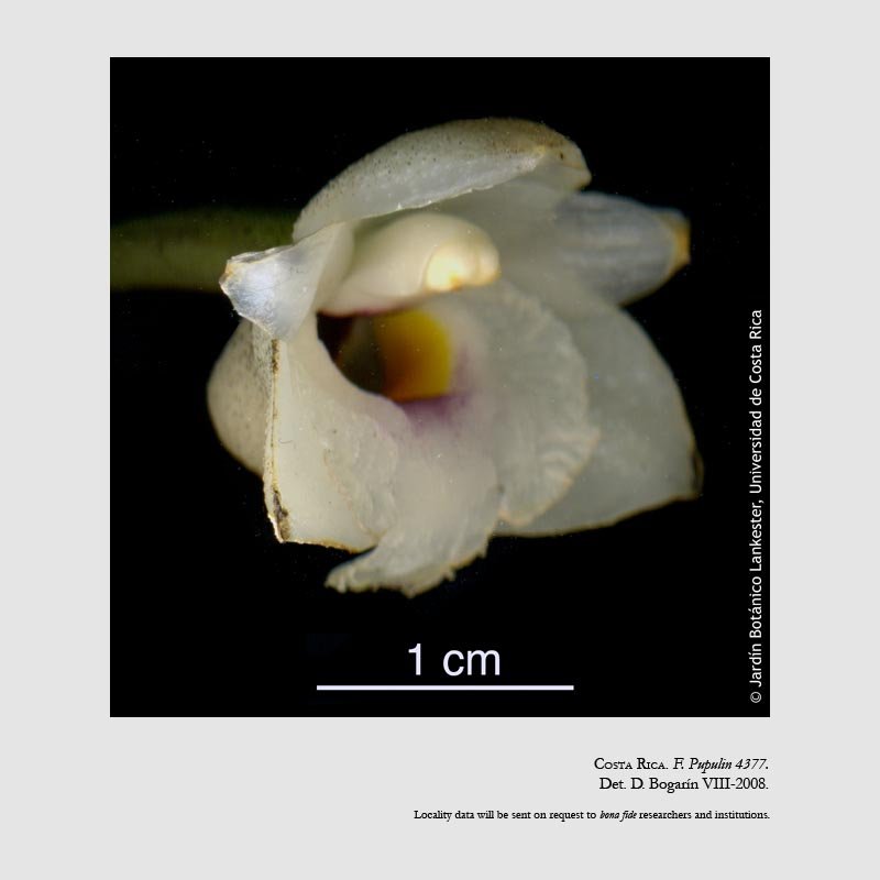 Coeliopsis hyacinthosma