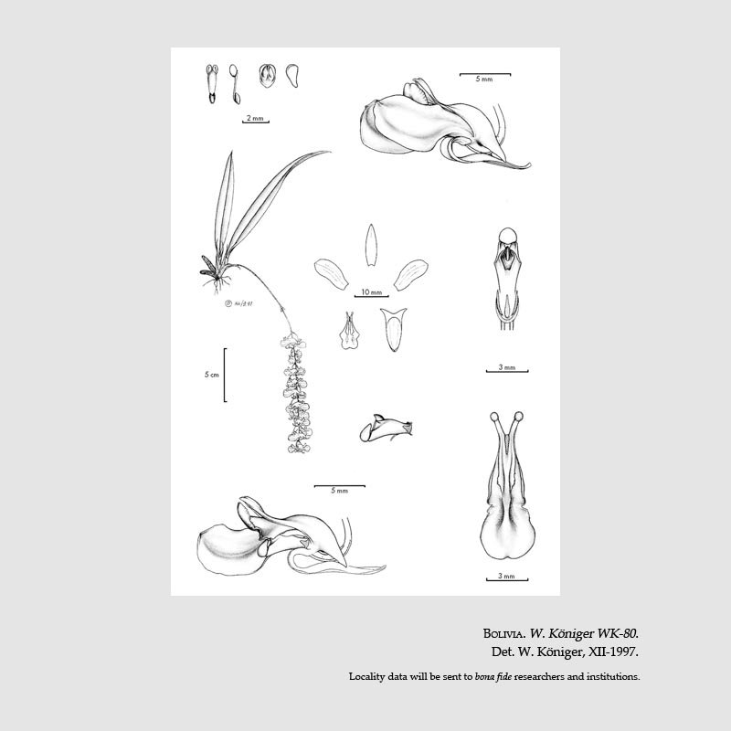 Comparettia neudeckeri