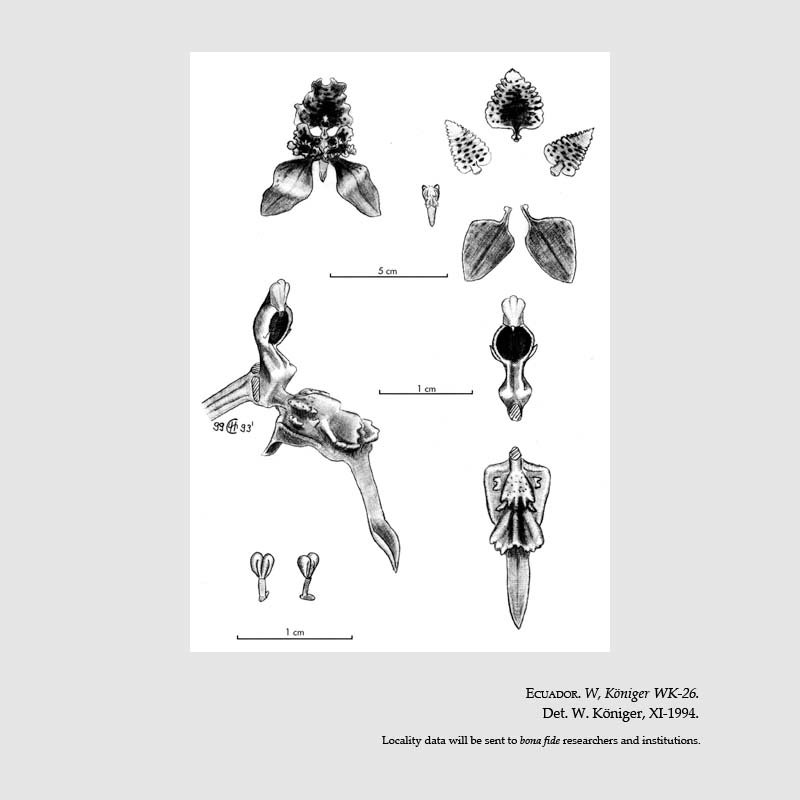 Cyrtochilum pozoi