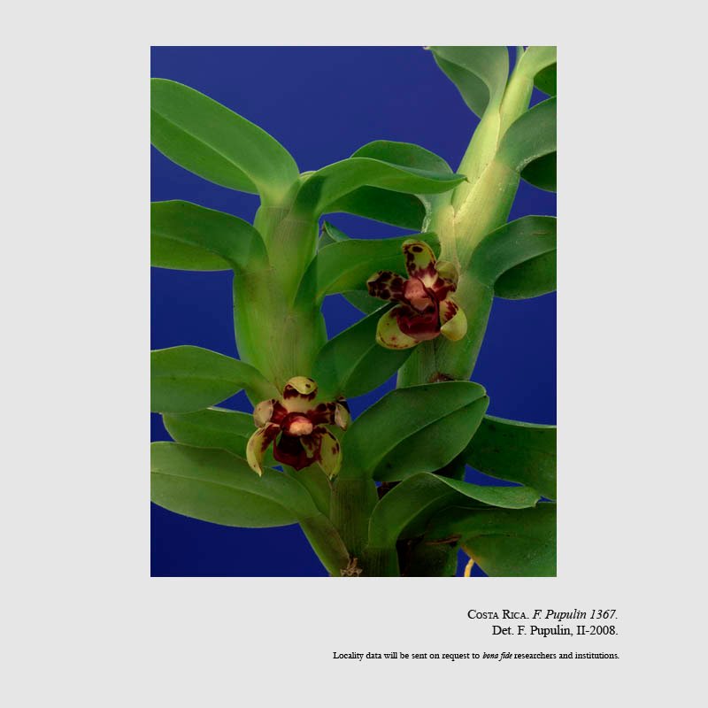 Dichaea globosa