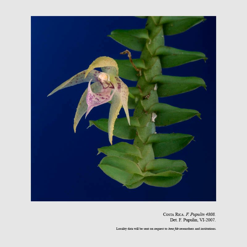 Dichaea similis