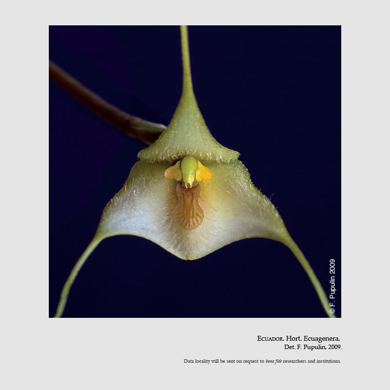Dracula deltoidea