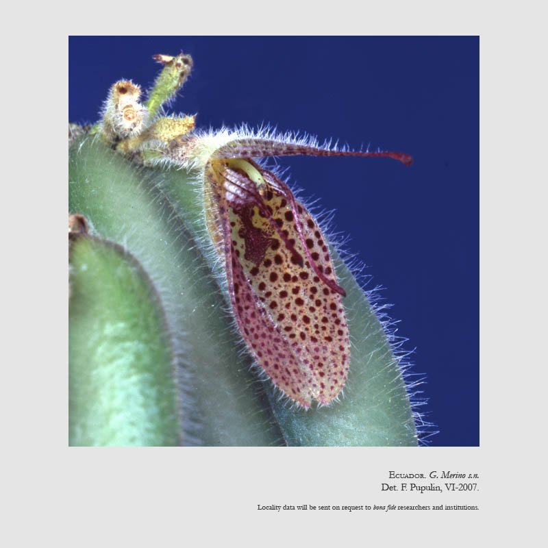 Dresslerella hirsutissima