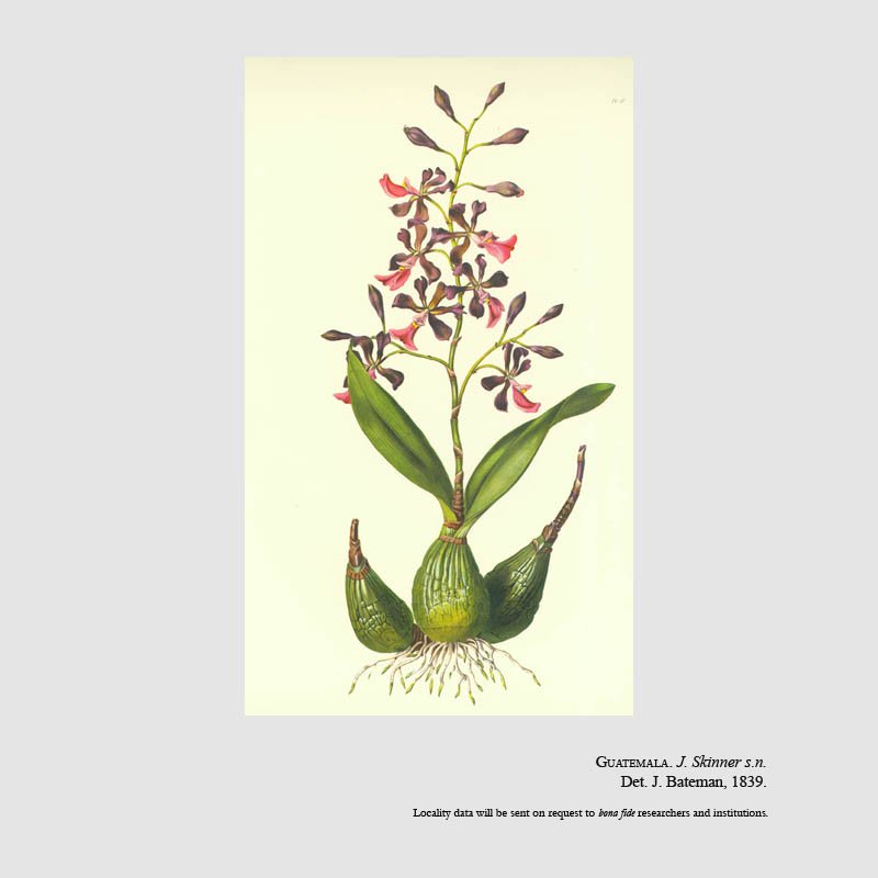 Epidendrum macrochilum var. roseum
