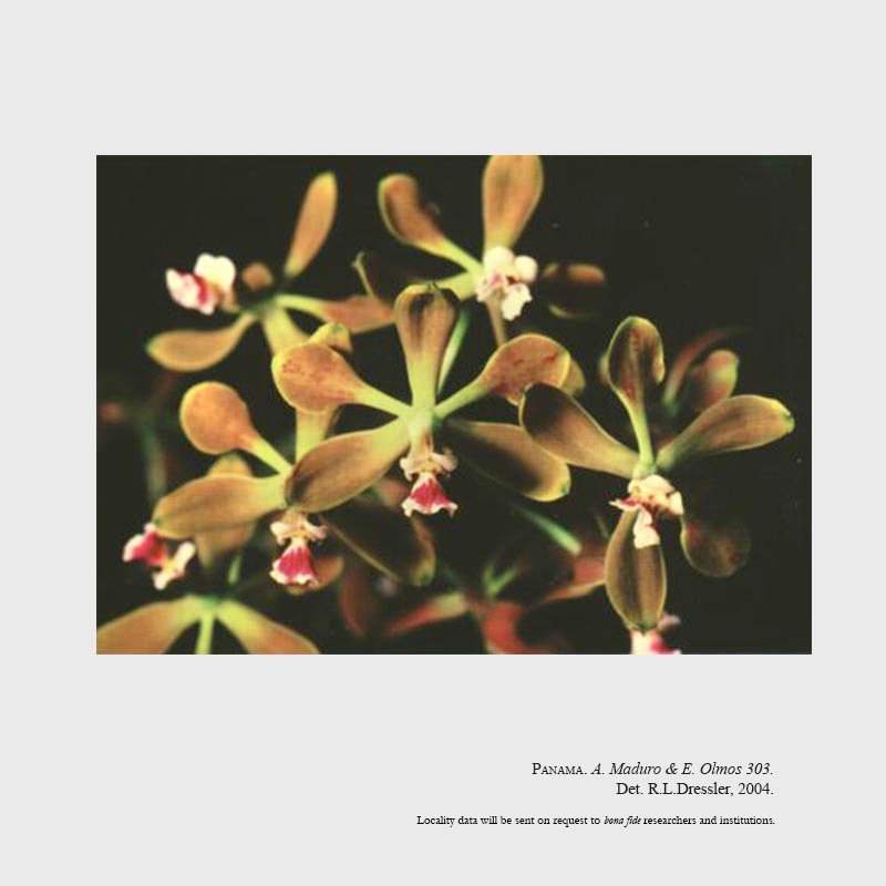 Encyclia elegantula