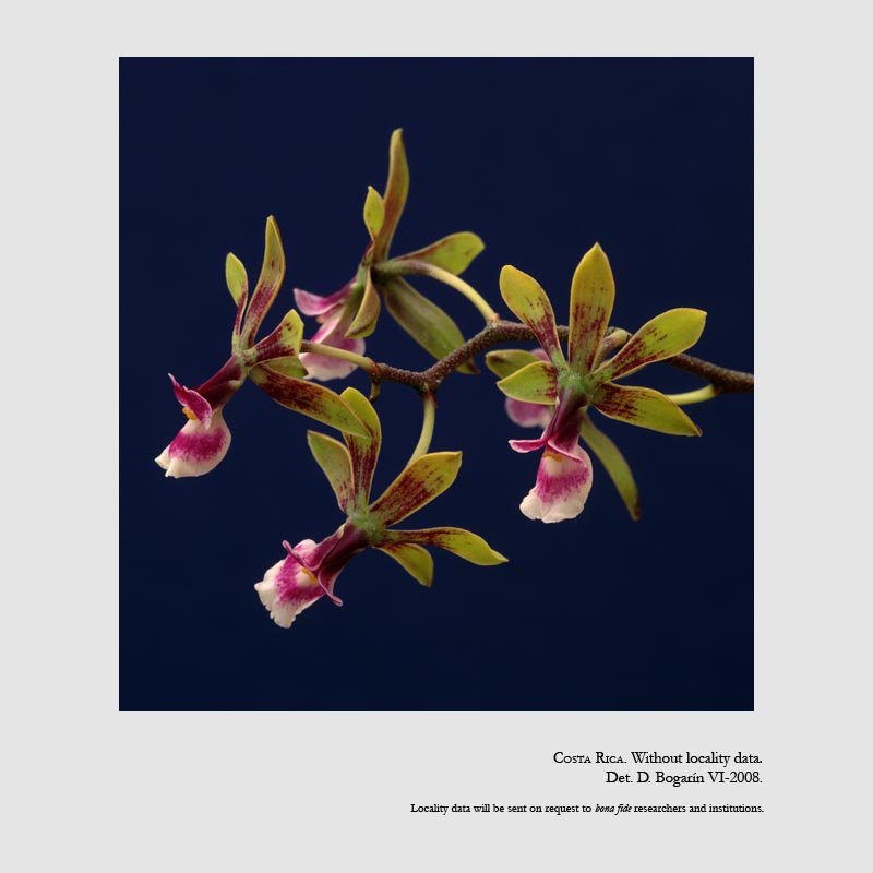 Encyclia mooreana