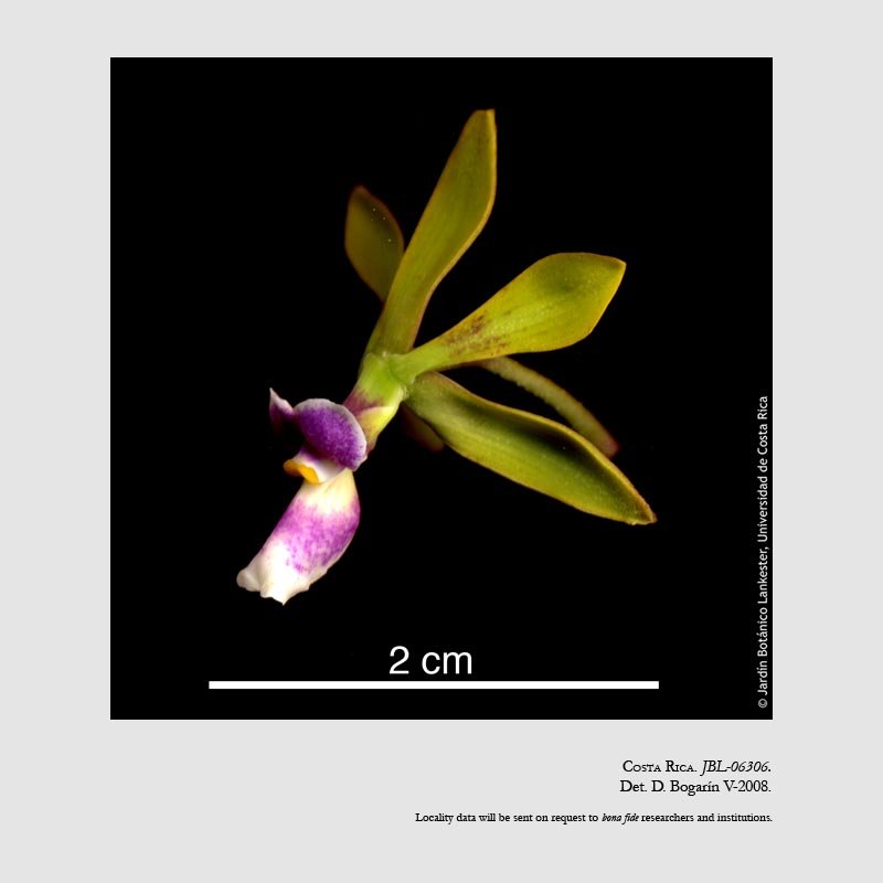 Encyclia mooreana