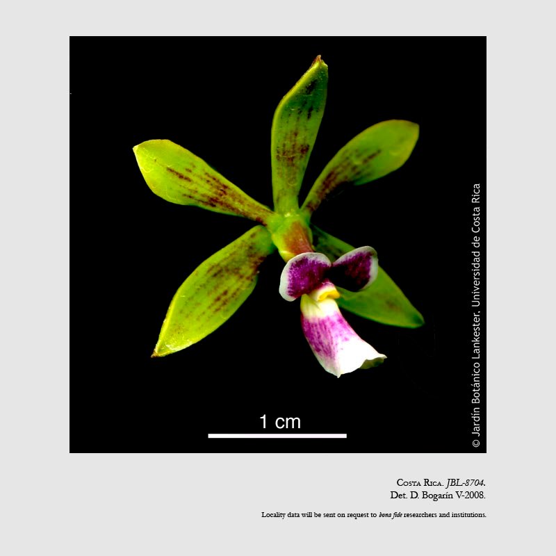 Encyclia mooreana