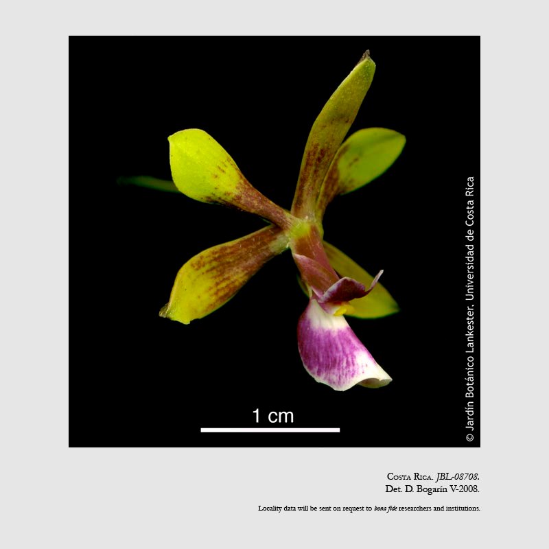 Encyclia mooreana