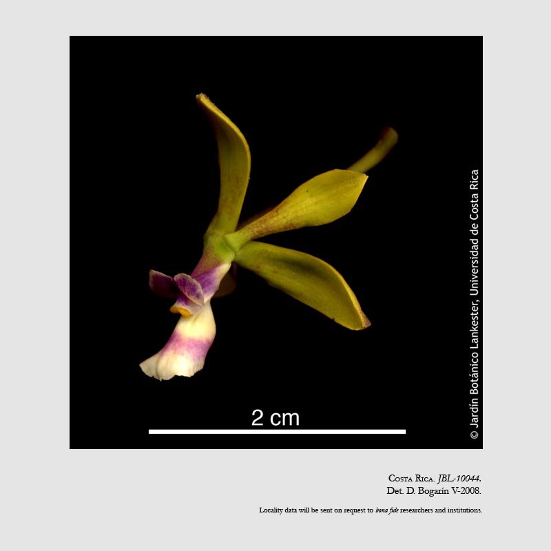 Encyclia mooreana