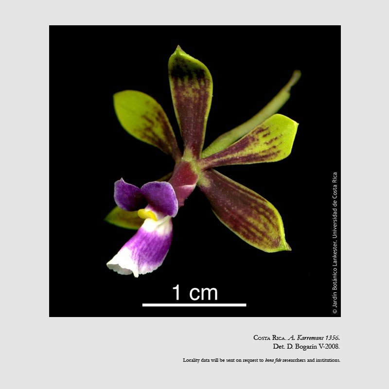 Encyclia mooreana