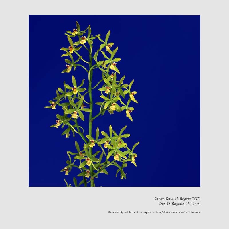 Encyclia peraltensis