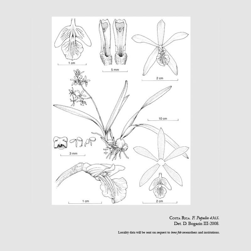 Encyclia stellata