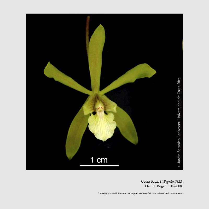 Encyclia stellata