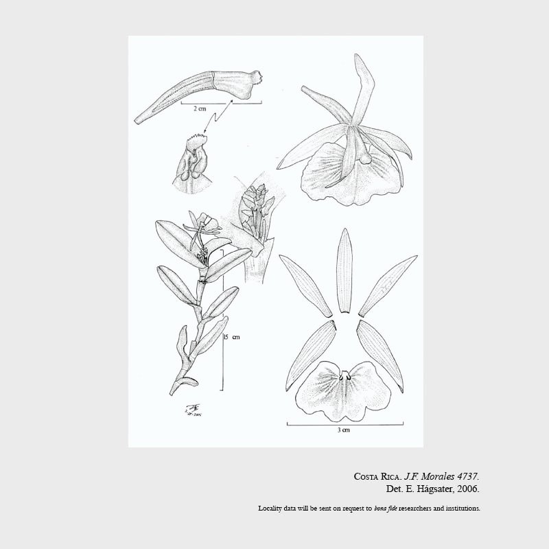 Epidendrum acroamparoanum