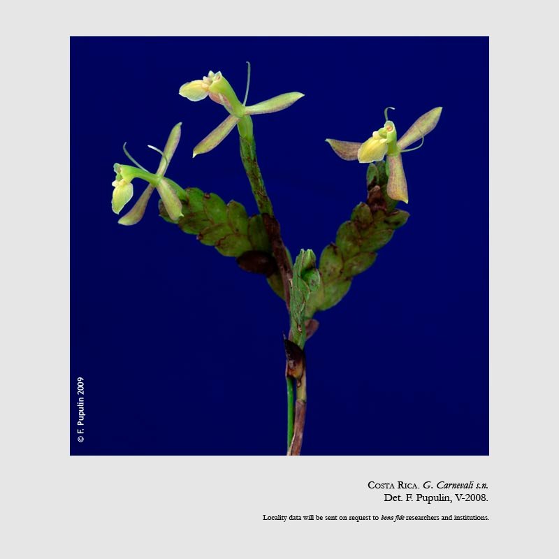 Epidendrum adnatum