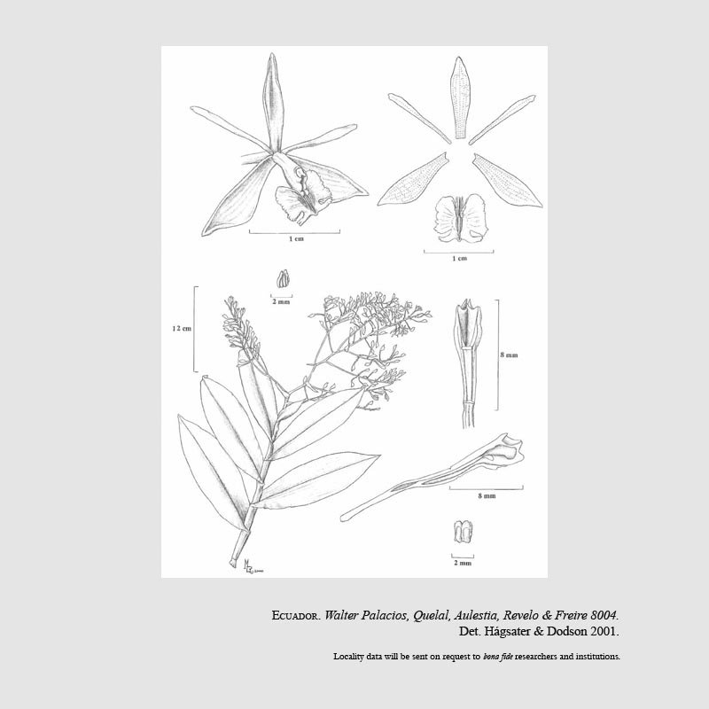 Epidendrum aguaricoense