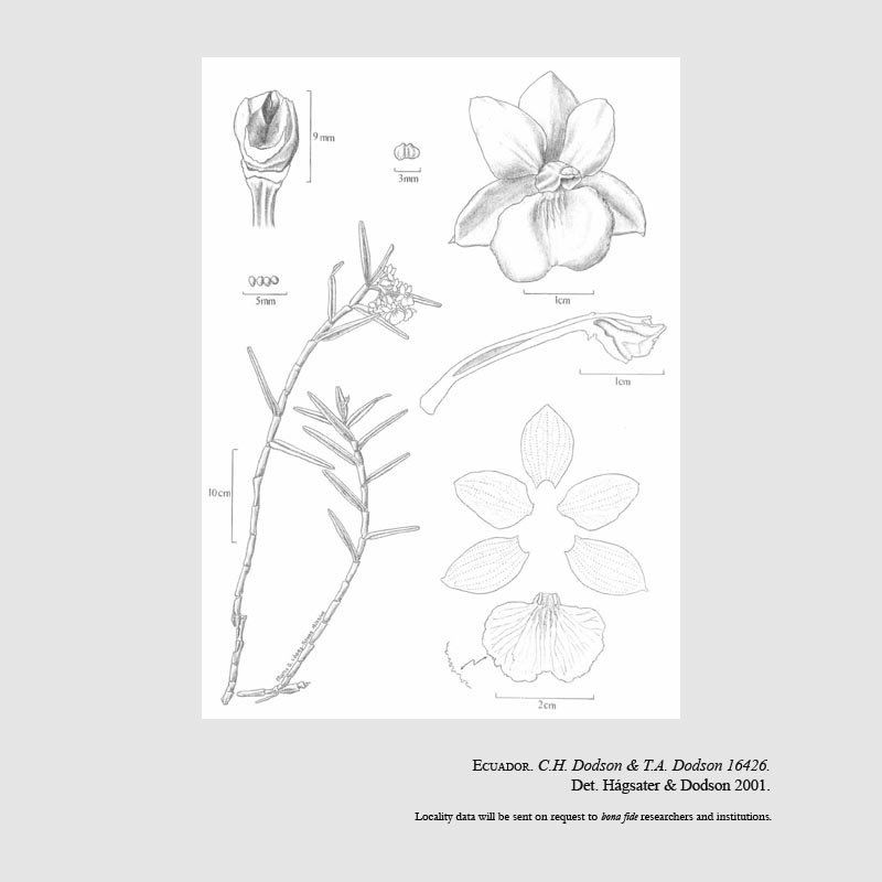 Epidendrum allisonii
