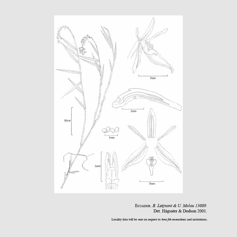Epidendrum alpicoloscandens