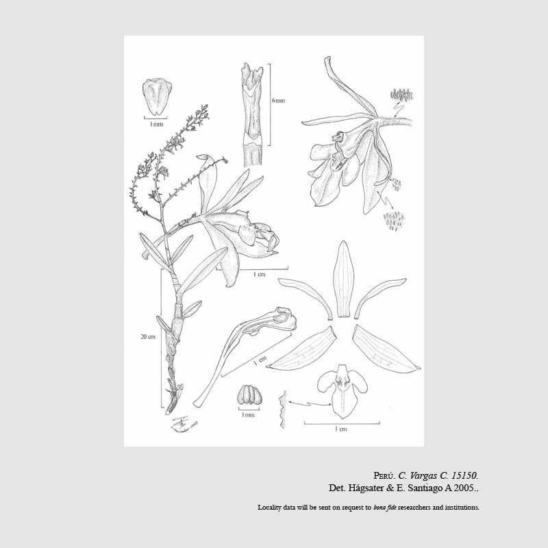 Epidendrum ancirotylosum