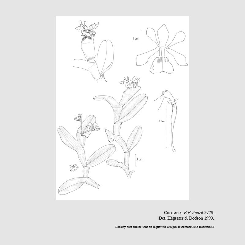 Epidendrum andrei