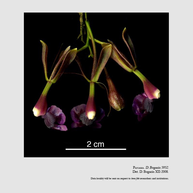 Epidendrum antonense