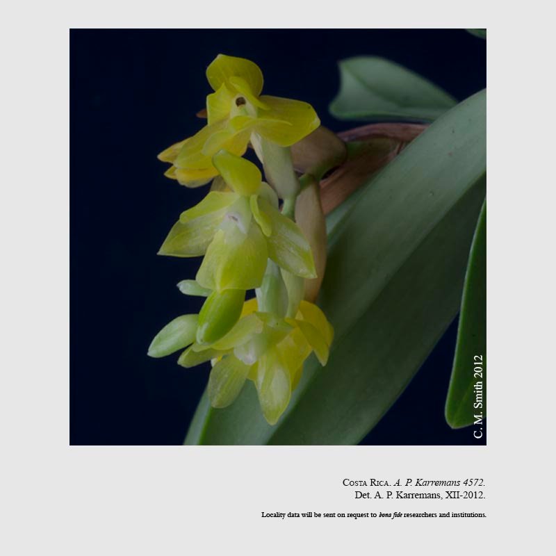 Epidendrum barbae