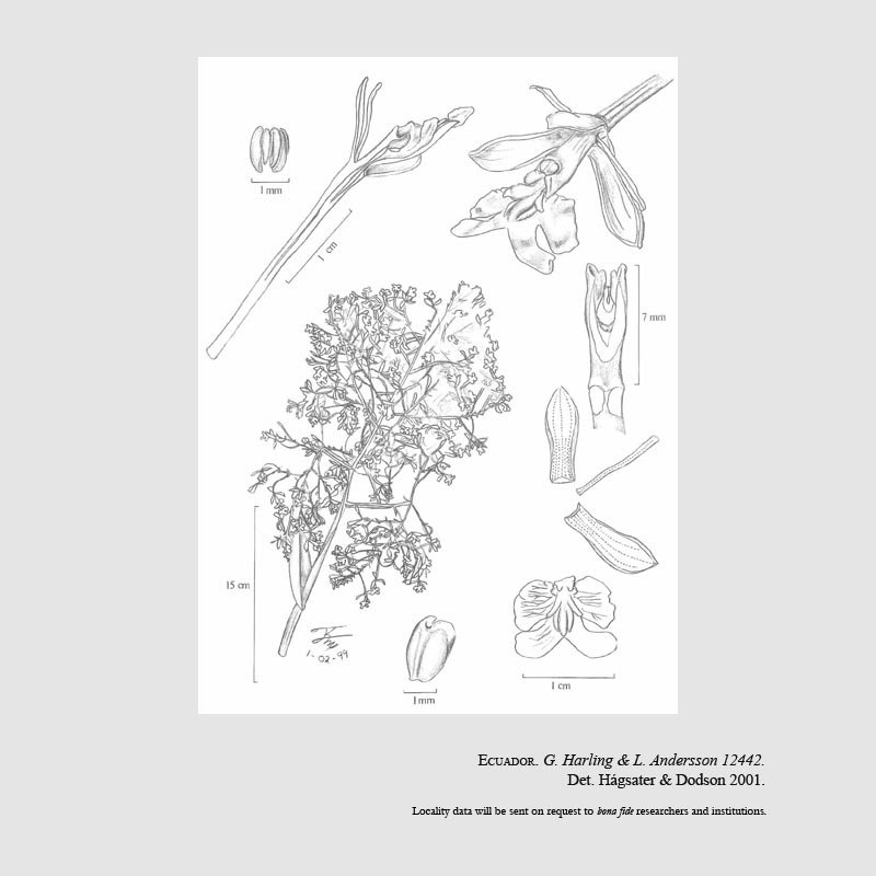 Epidendrum barbaricum