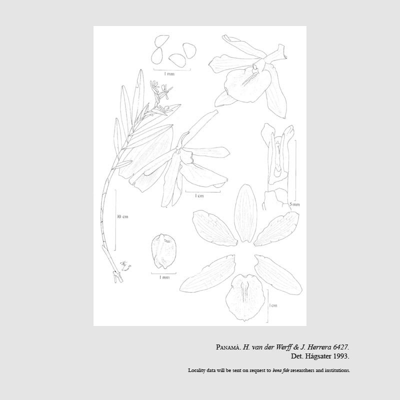 Epidendrum bugabense