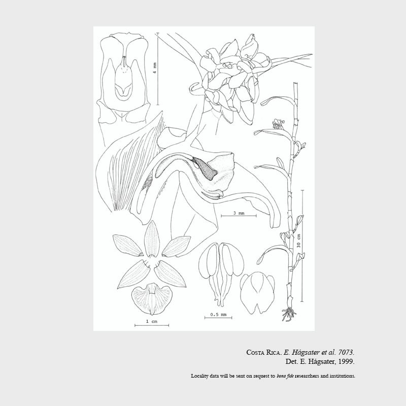 Epidendrum campbellstigmum