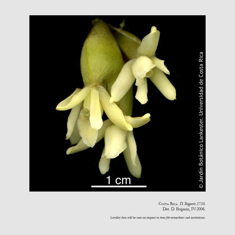 Epidendrum cocoense